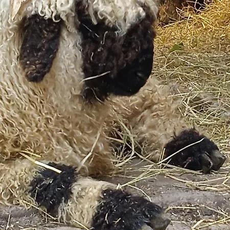Mit Minibauernhof * Munster im Heidekreis