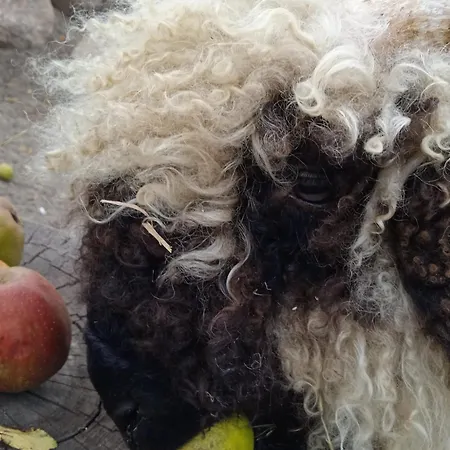 Ferienhaus Mit Minibauernhof *