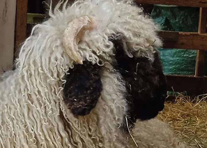 Ferienhaus Mit Minibauernhof Munster im Heidekreis